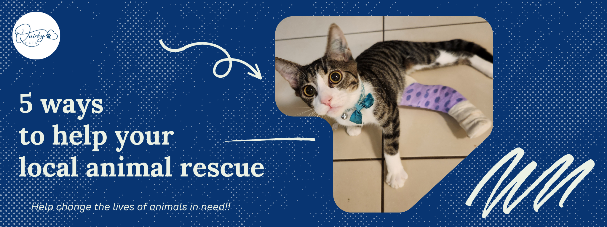 5 Ways You Can Help Your Local Animal Rescue Group